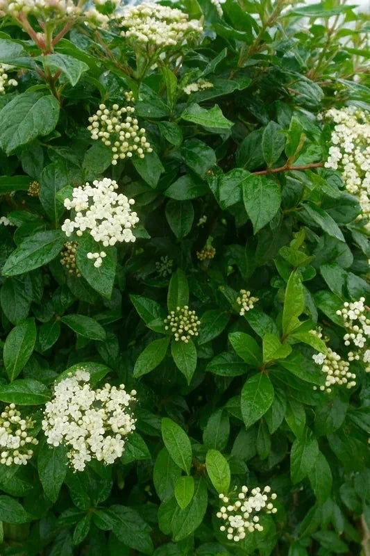 Haie persistante -  20 mètres - Pot de 2 litres - Image 5