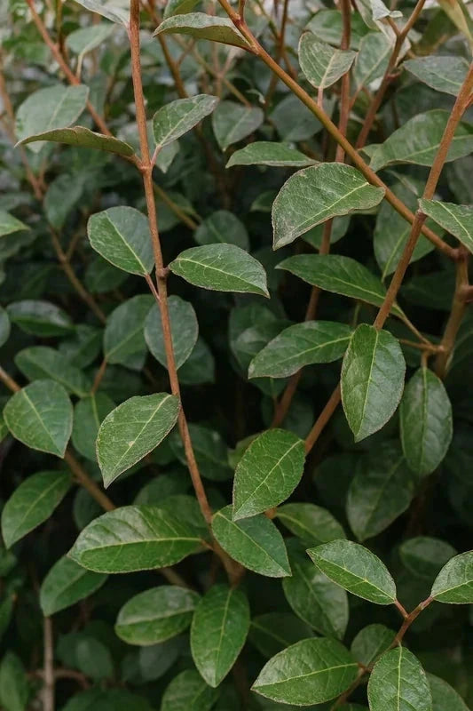 Haie persistante -  20 mètres - Pot de 2 litres - Image 6