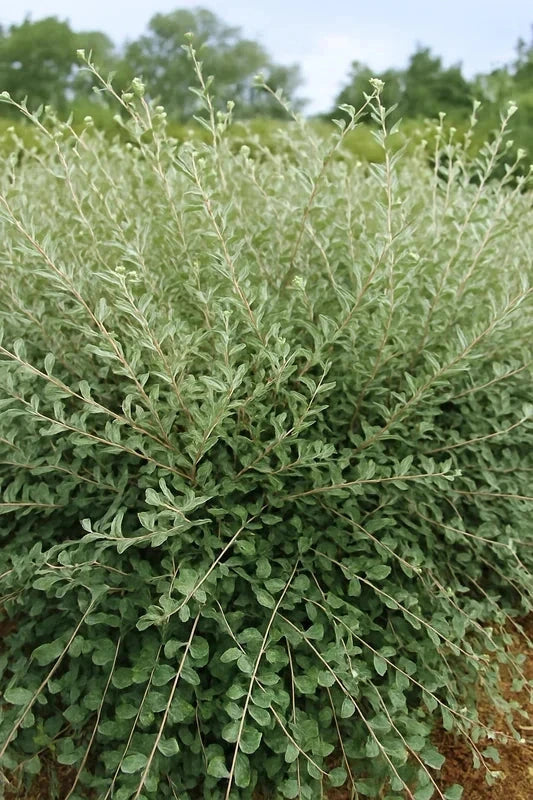 Haie persistante -  50 mètres - Pot de 2 litres - Image 7