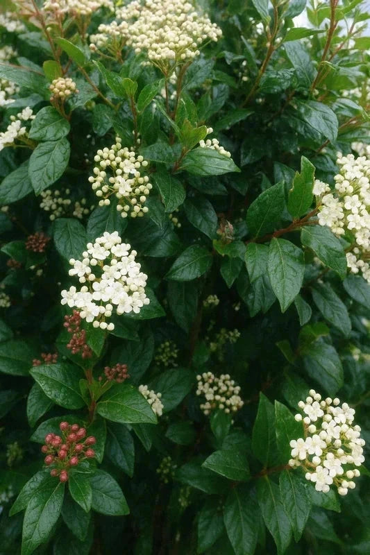 Haie variée - 40 mètres - Pot de 2 litres - Image 3