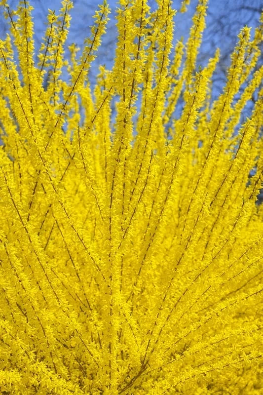 Haie variée - 40 mètres - Pot de 2 litres - Image 5