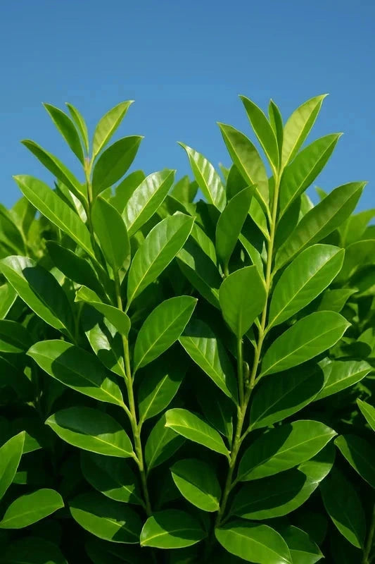 Haie variée - 40 mètres - Pot de 2 litres - Image 6