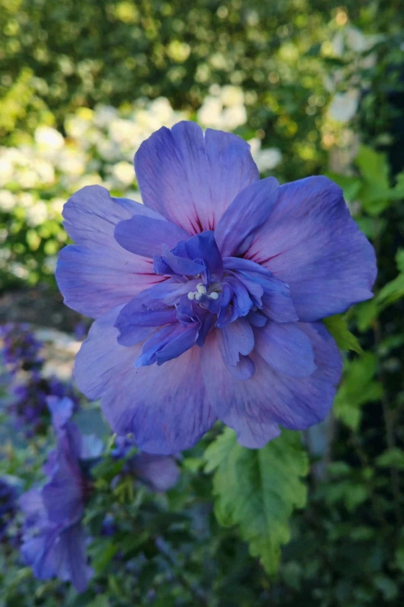 Hibiscus syriacus 'Blue chiffon' - 1/2 tige - H.150/175cm - Pot de 15 litres