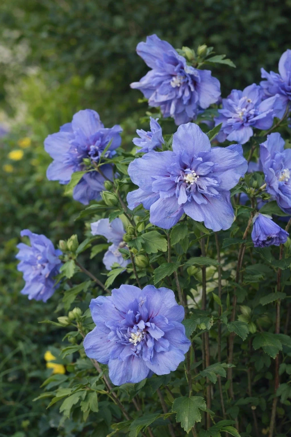 Hibiscus syriacus 'Blue chiffon' - 1/2 tige - H.150/175cm - Pot de 15 litres - Image 3
