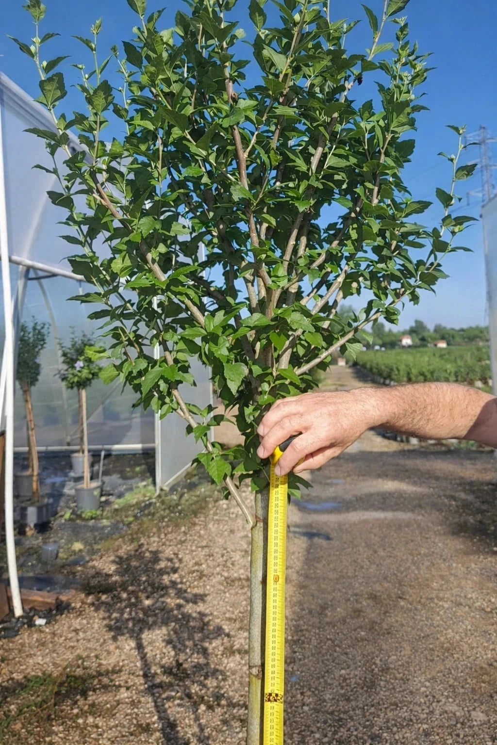 Hibiscus syriacus 'Blue chiffon' - 1/2 tige - H.150/175cm - Pot de 15 litres - Image 5