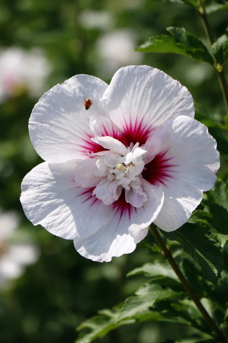Hibiscus syriacus 'China chiffon' - 1/2 tige - H.150/175cm - Pot de 15 litres