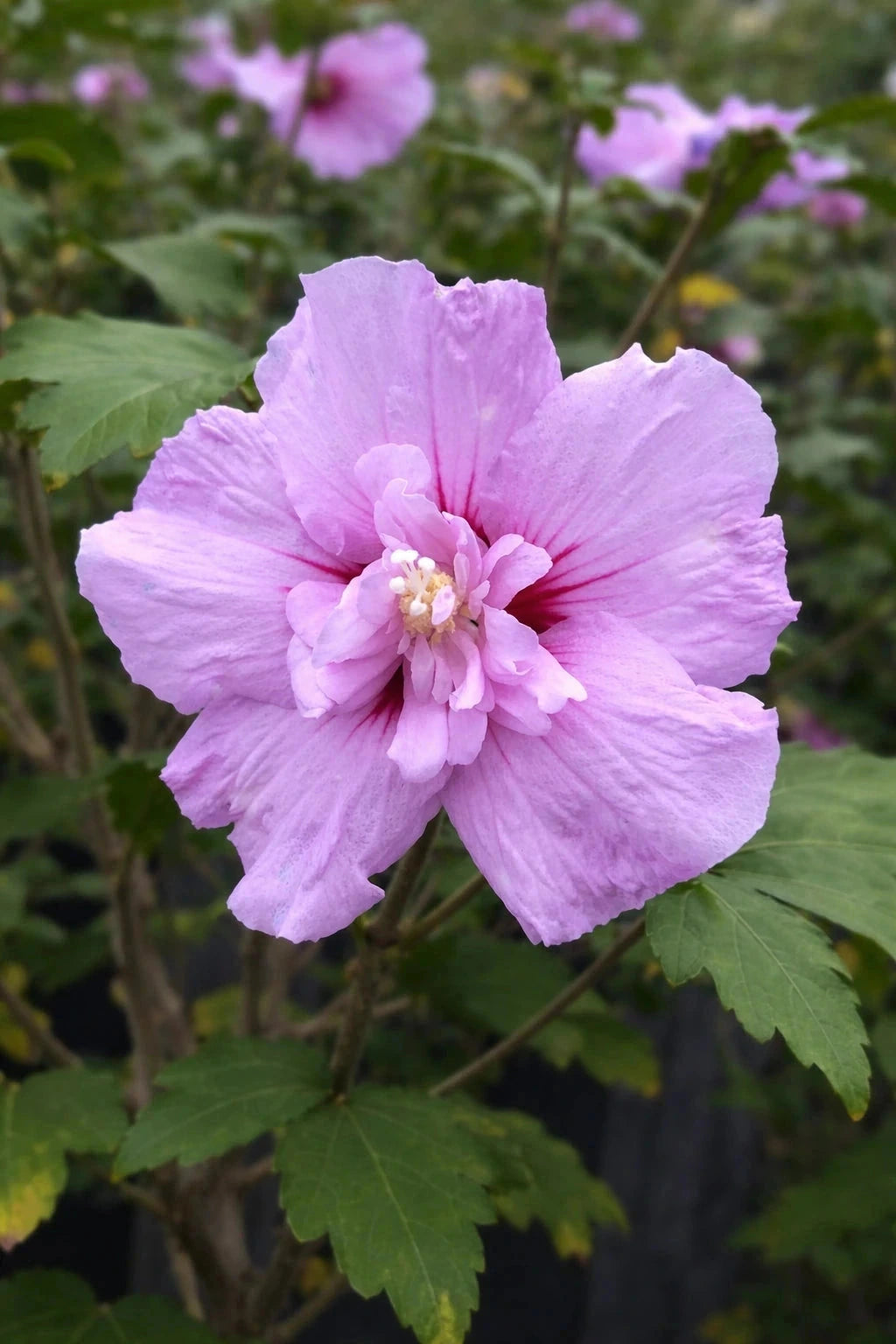 Hibiscus syriacus 'Lavender chiffon' - 1/2 tige - H.150/175cm - Pot de 15 litres - Image 1