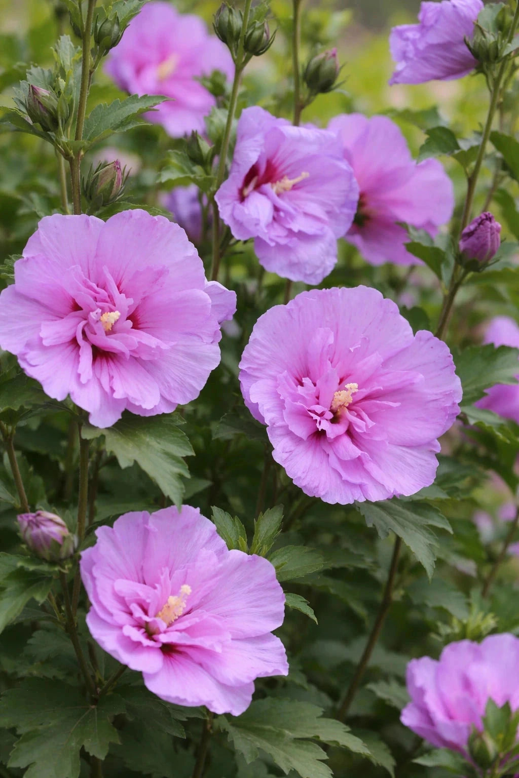 Hibiscus syriacus 'Lavender chiffon' - 1/2 tige - H.150/175cm - Pot de 15 litres - Image 2