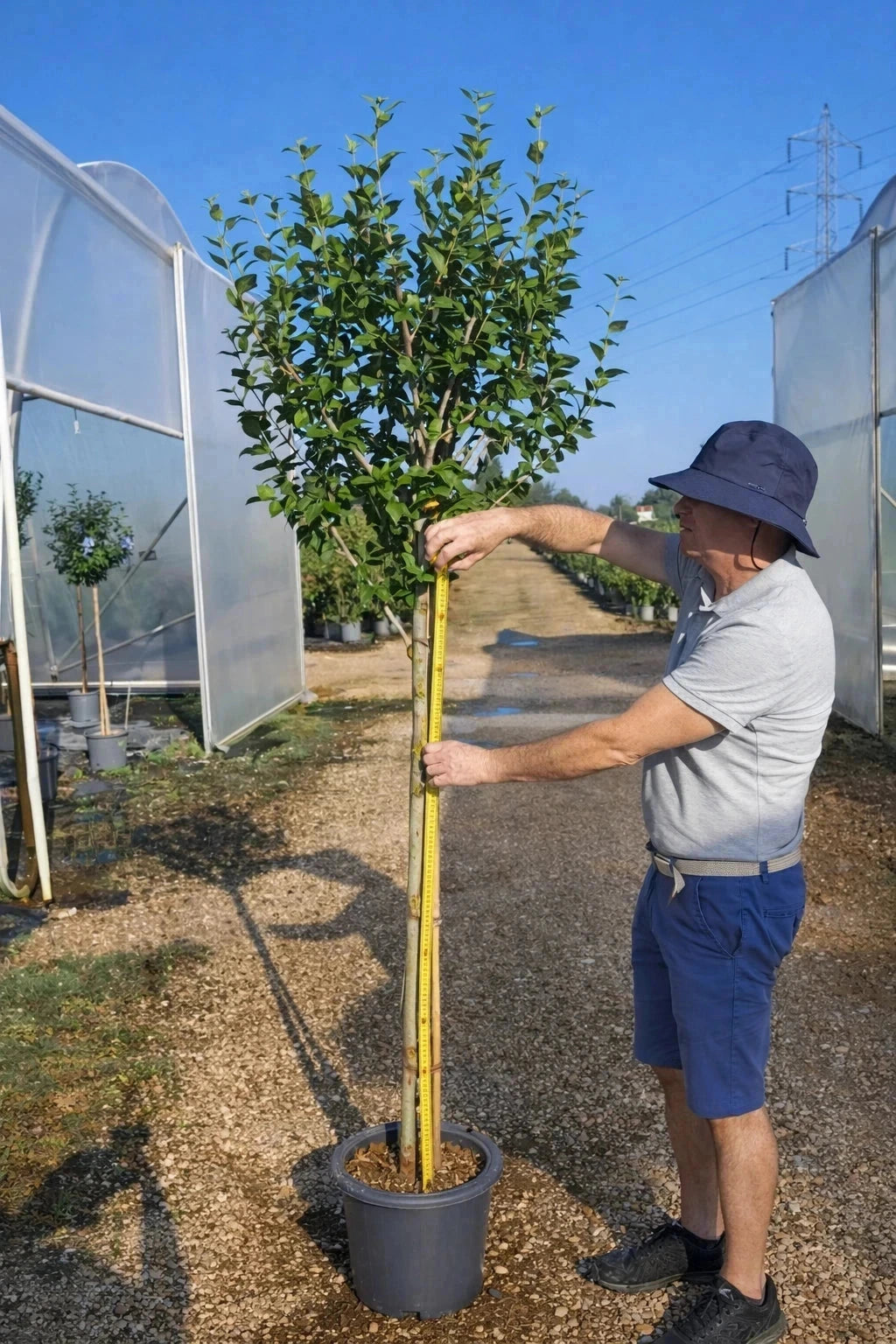 Hibiscus syriacus 'Lavender chiffon' - 1/2 tige - H.150/175cm - Pot de 15 litres - Image 6