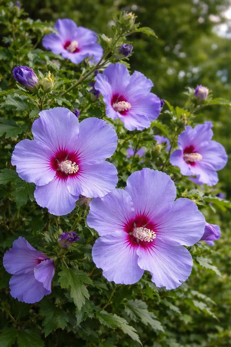 Hibiscus syriacus 'Oiseau bleu' - 1/2 tige - H.150/175cm - Pot de 15 litres