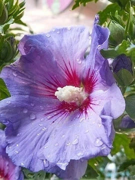 Hibiscus syriacus 'Oiseau bleu' - 1/2 tige - H.150/175cm - Pot de 15 litres - Image 2