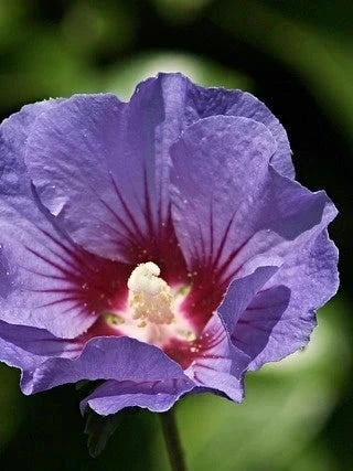 Hibiscus syriacus 'Oiseau bleu' - 1/2 tige - H.150/175cm - Pot de 15 litres - Image 3