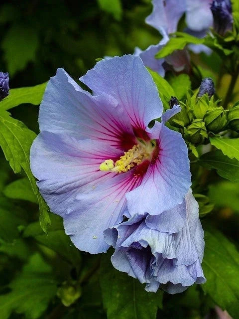 Hibiscus syriacus 'Oiseau bleu' - 1/2 tige - H.150/175cm - Pot de 15 litres - Image 5