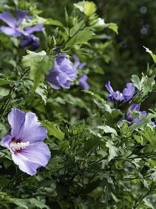 Hibiscus syriacus 'Oiseau bleu' - 1/2 tige - H.150/175cm - Pot de 15 litres - Image 6