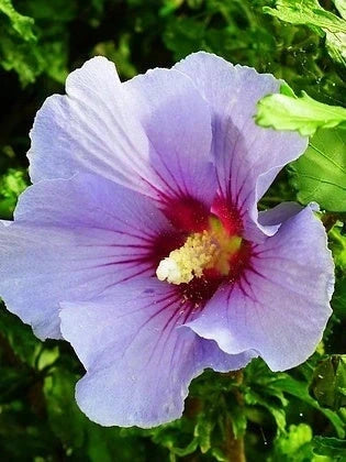 Hibiscus syriacus 'Oiseau bleu' - 1/2 tige - H.150/175cm - Pot de 15 litres - Image 7