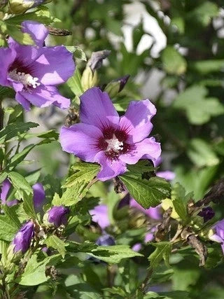 Hibiscus syriacus 'Oiseau bleu' - 1/2 tige - H.150/175cm - Pot de 15 litres - Image 8