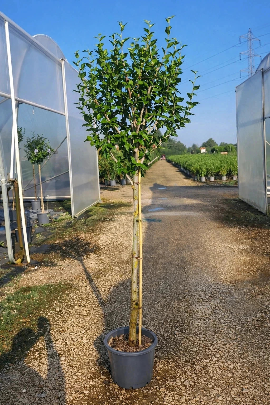 Hibiscus syriacus 'Oiseau bleu' - 1/2 tige - H.150/175cm - Pot de 15 litres - Image 10
