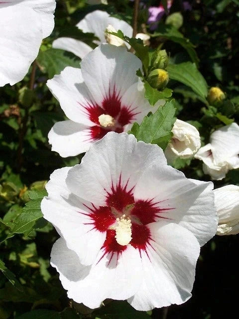 Hibiscus syriacus 'Red heart' blanc - 1/2 tige - H.150/175cm - Pot de 15 litres