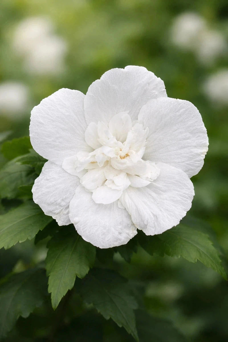 Hibiscus syriacus 'White chiffon' - 1/2 tige - H.150/175cmcm - Pot de 15 litres