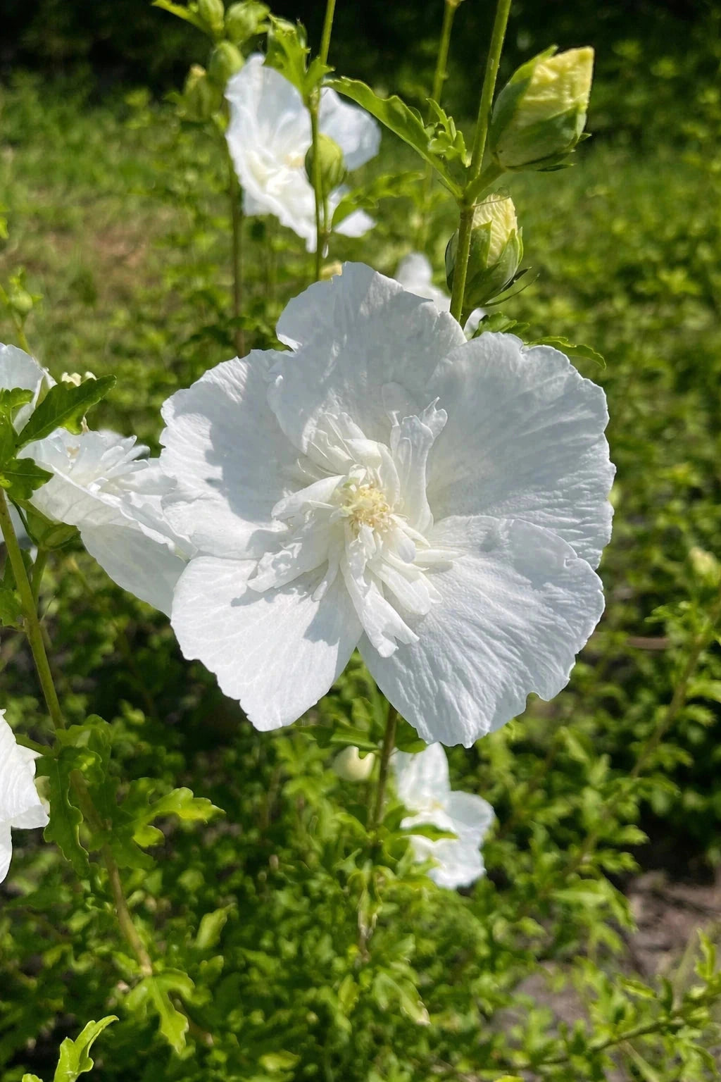 Hibiscus syriacus 'White chiffon' - 1/2 tige - H.150/175cmcm - Pot de 15 litres - Image 2