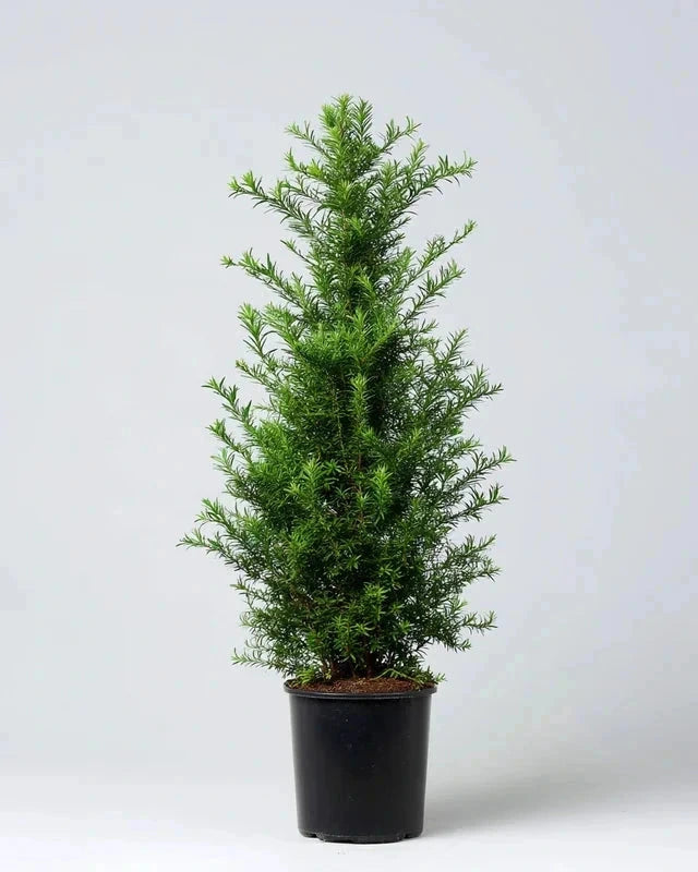 If commun - H.125/150 cm - Pot de 15 litres - Image 1