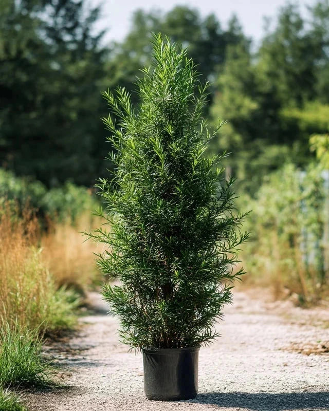 If commun - H.125/150 cm - Pot de 15 litres - Image 2