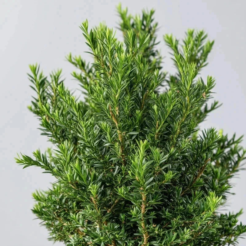 If commun - H.125/150 cm - Pot de 15 litres - Image 3