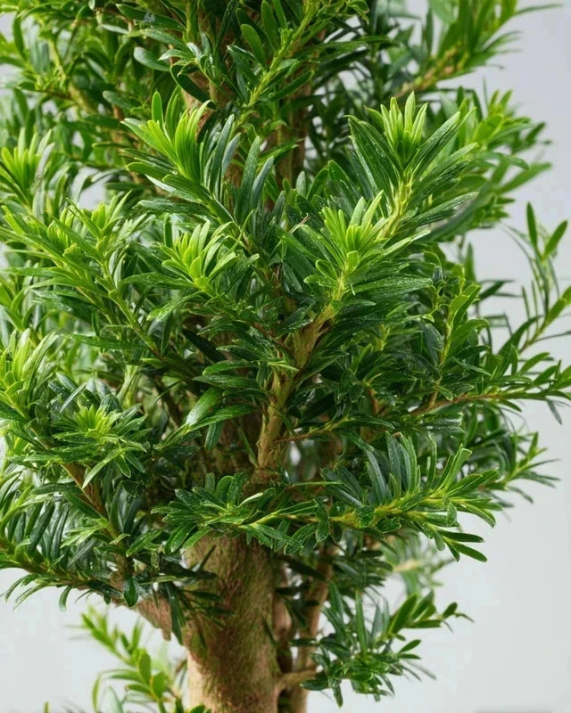 If commun - H.125/150 cm - Pot de 15 litres - Image 4