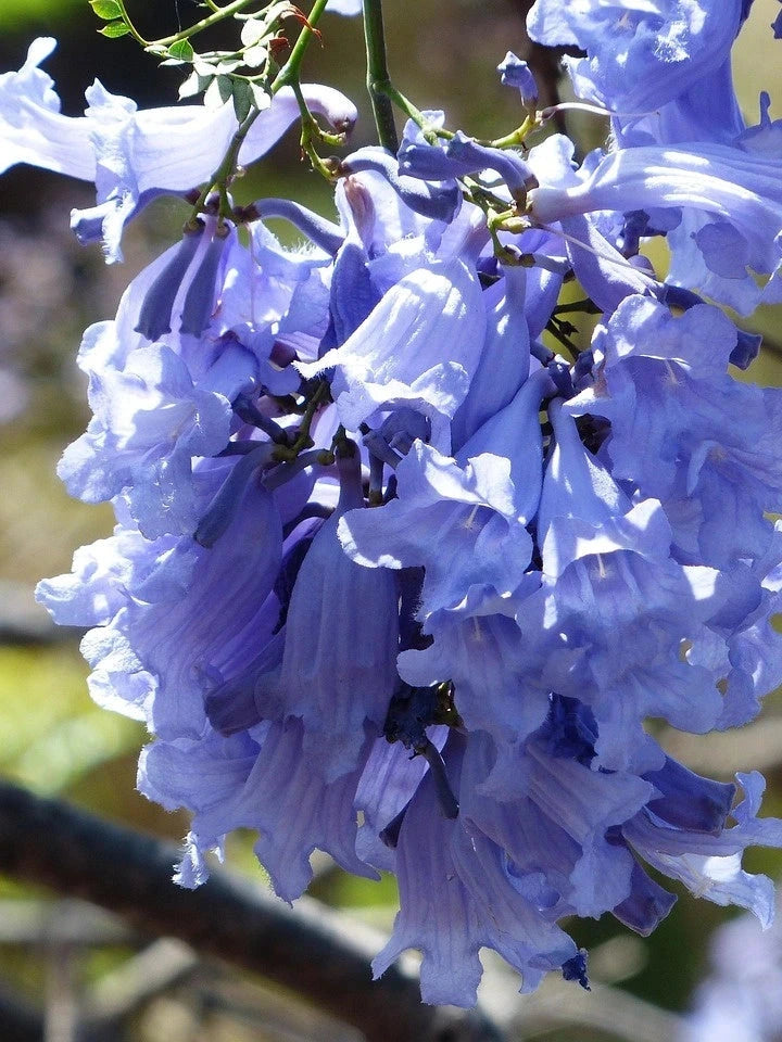 Jacaranda mimosaefolia - Baliveau - H.150/175cm - Pot de 10 litres