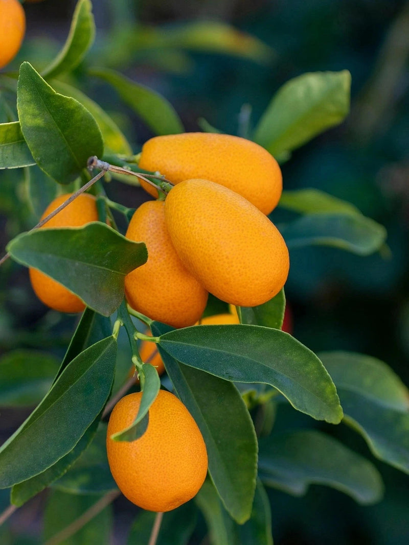 Kumquat - 1/4 tige - H.60/80cm - Pot de 5 litres