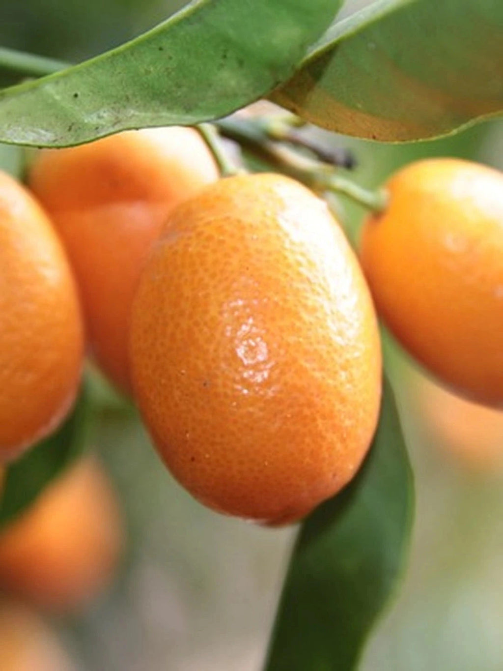 Kumquat - 1/4 tige - H.60/80cm - Pot de 5 litres - Image 2