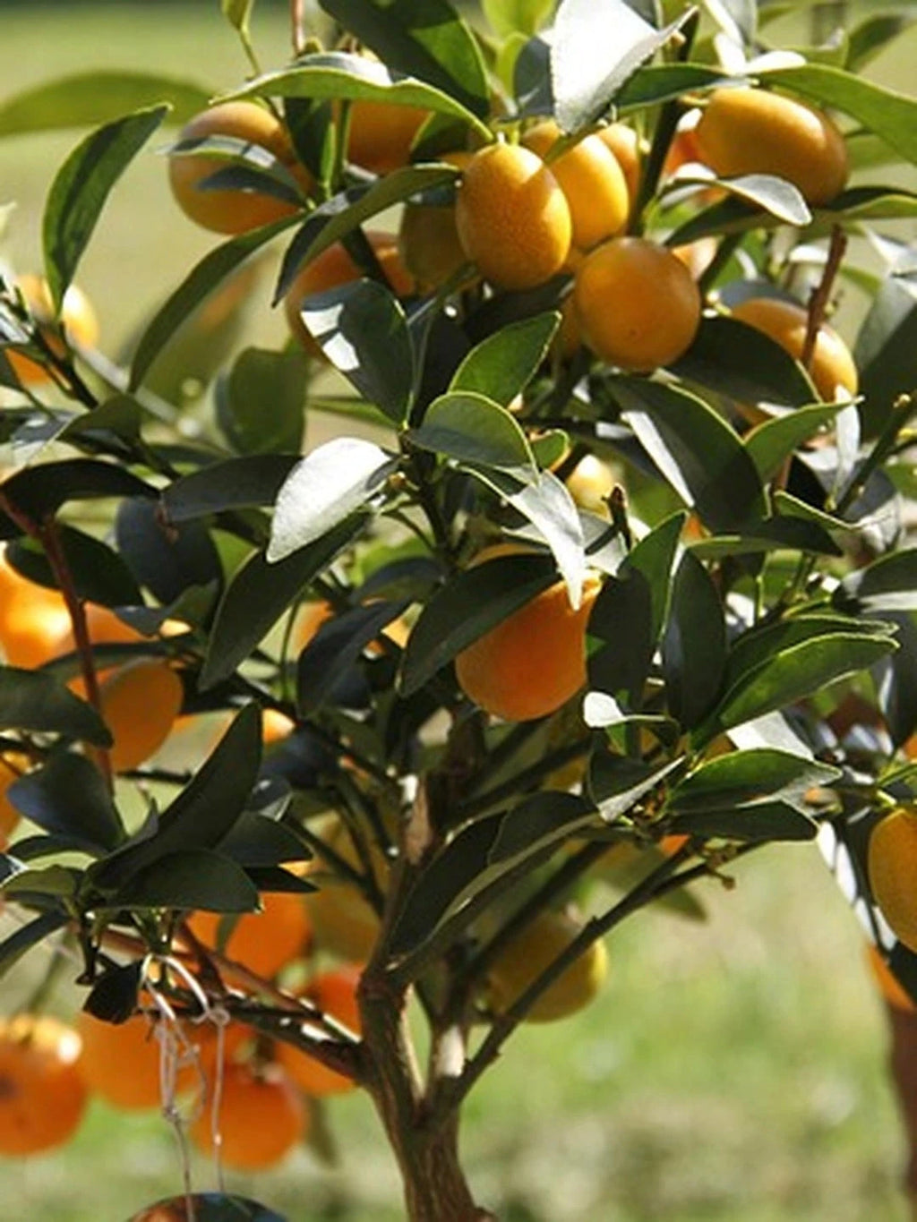 Kumquat - 1/4 tige - H.60/80cm - Pot de 5 litres - Image 3