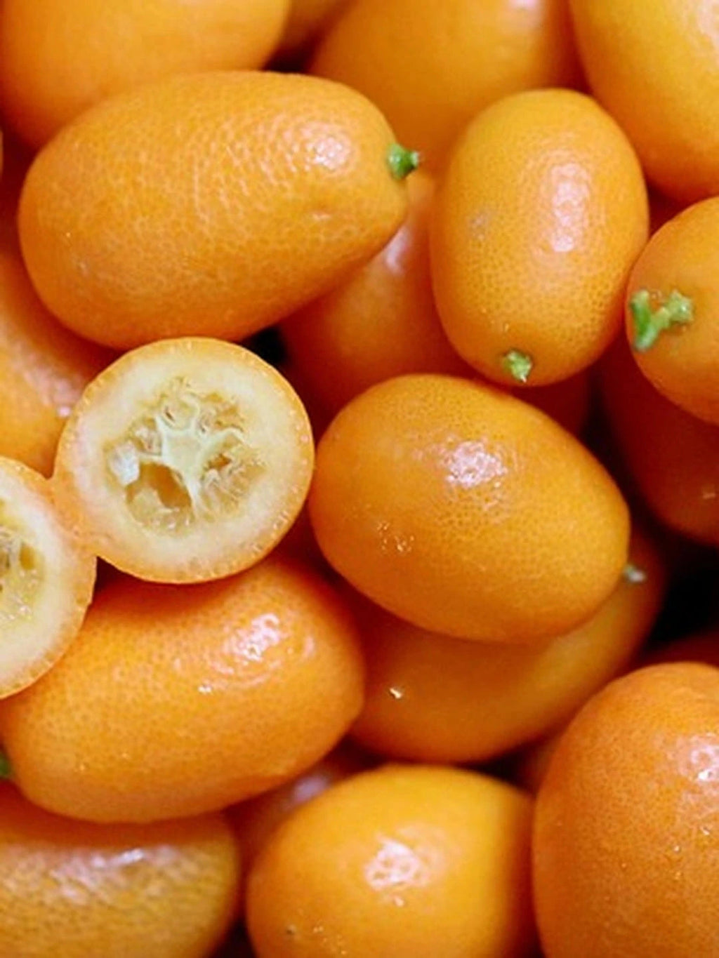 Kumquat - 1/4 tige - H.60/80cm - Pot de 5 litres - Image 4