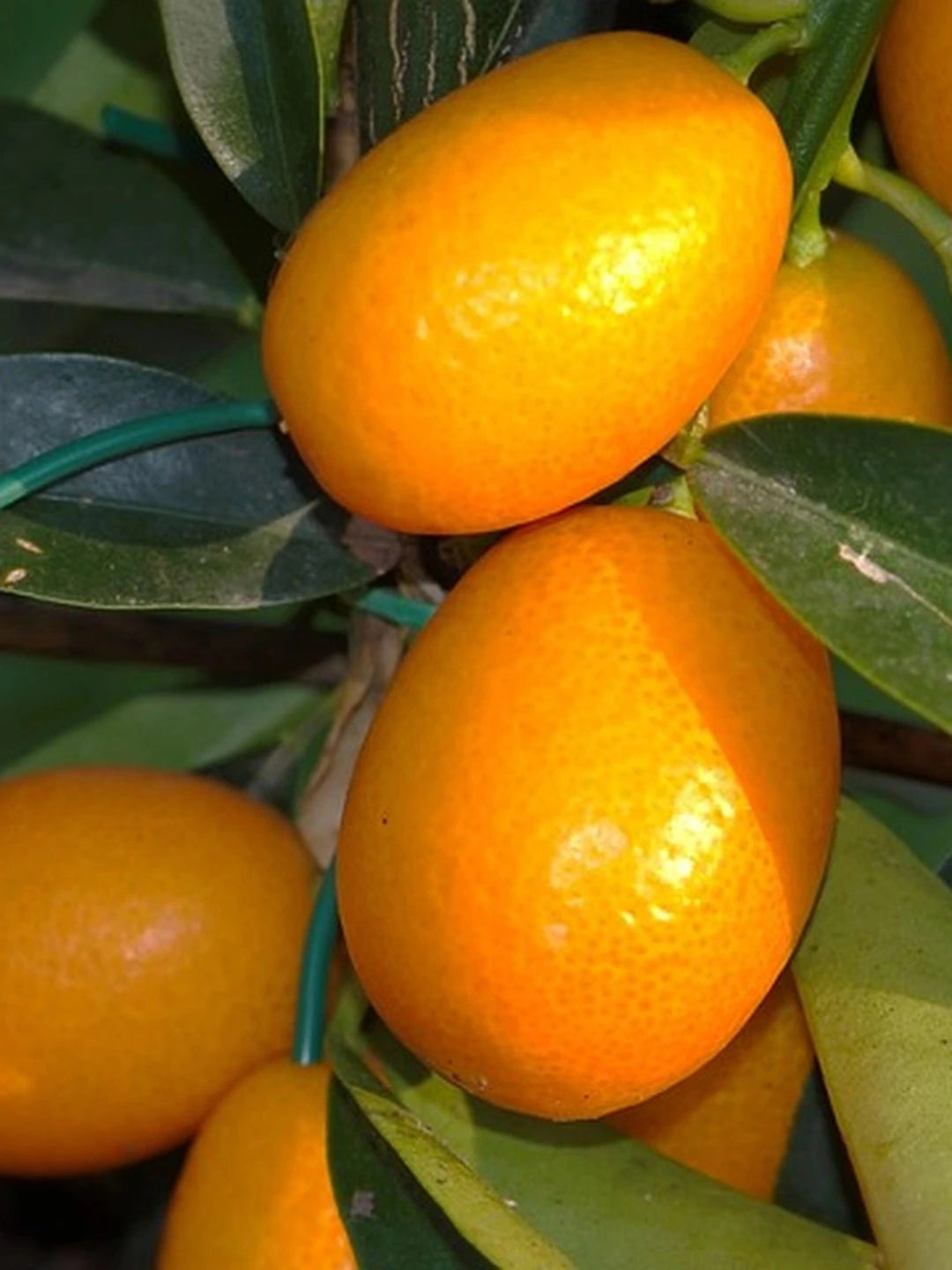 Kumquat - 1/4 tige - H.60/80cm - Pot de 5 litres - Image 5