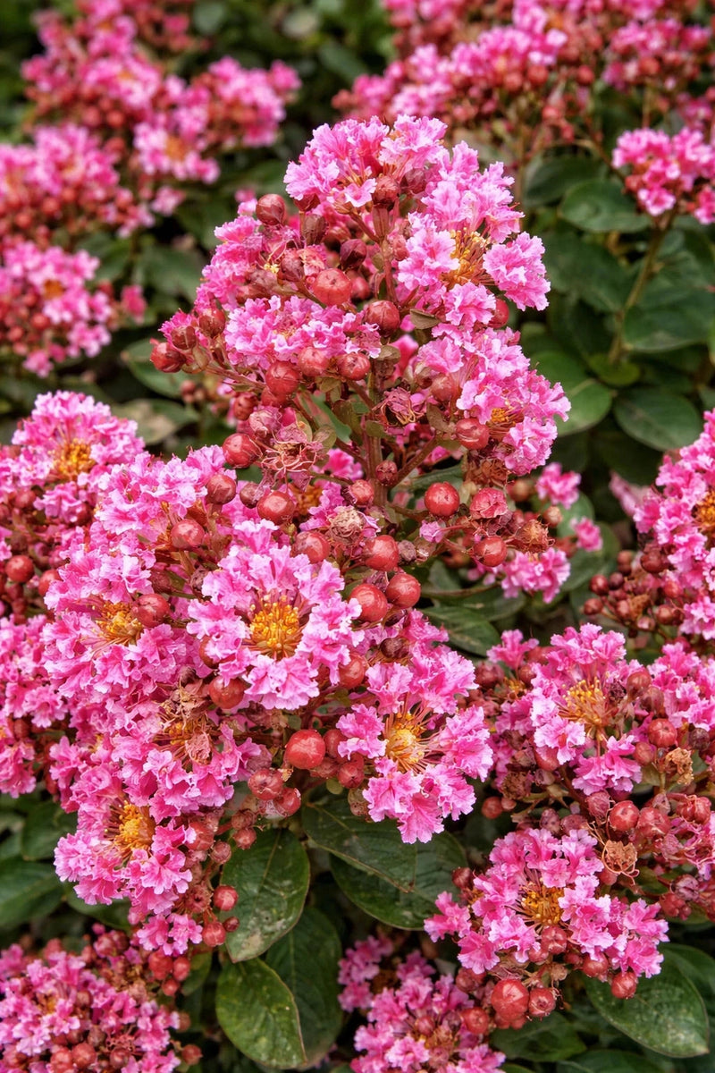 Lagerstroemia 'Berlingot menthe' - H.80/100cm - Pot de 15 litres