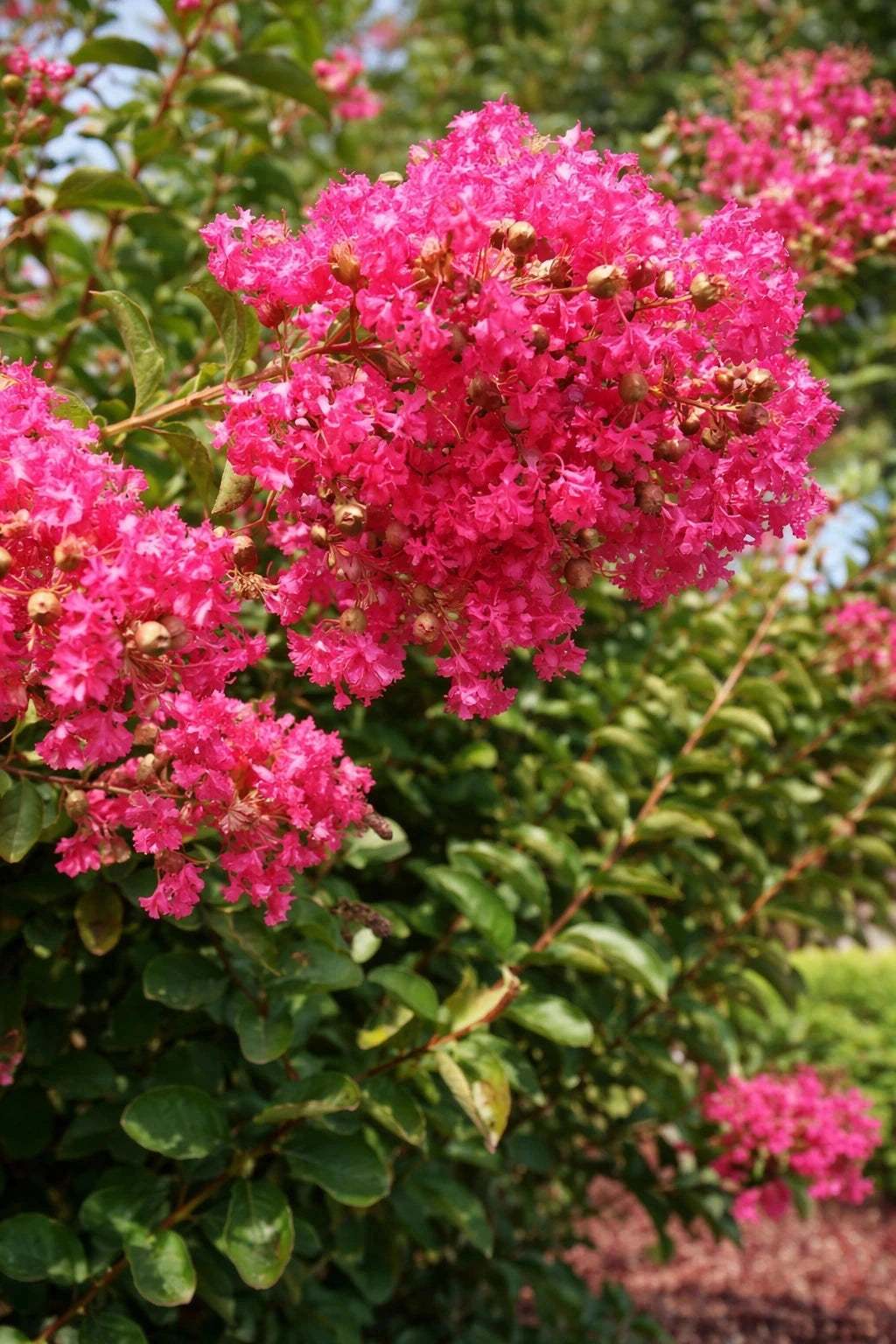 Lagerstroemia 'Grand cru' - 1/2 tige 12/14 - H.200/250cm - Pot de 15 litres - Image 2