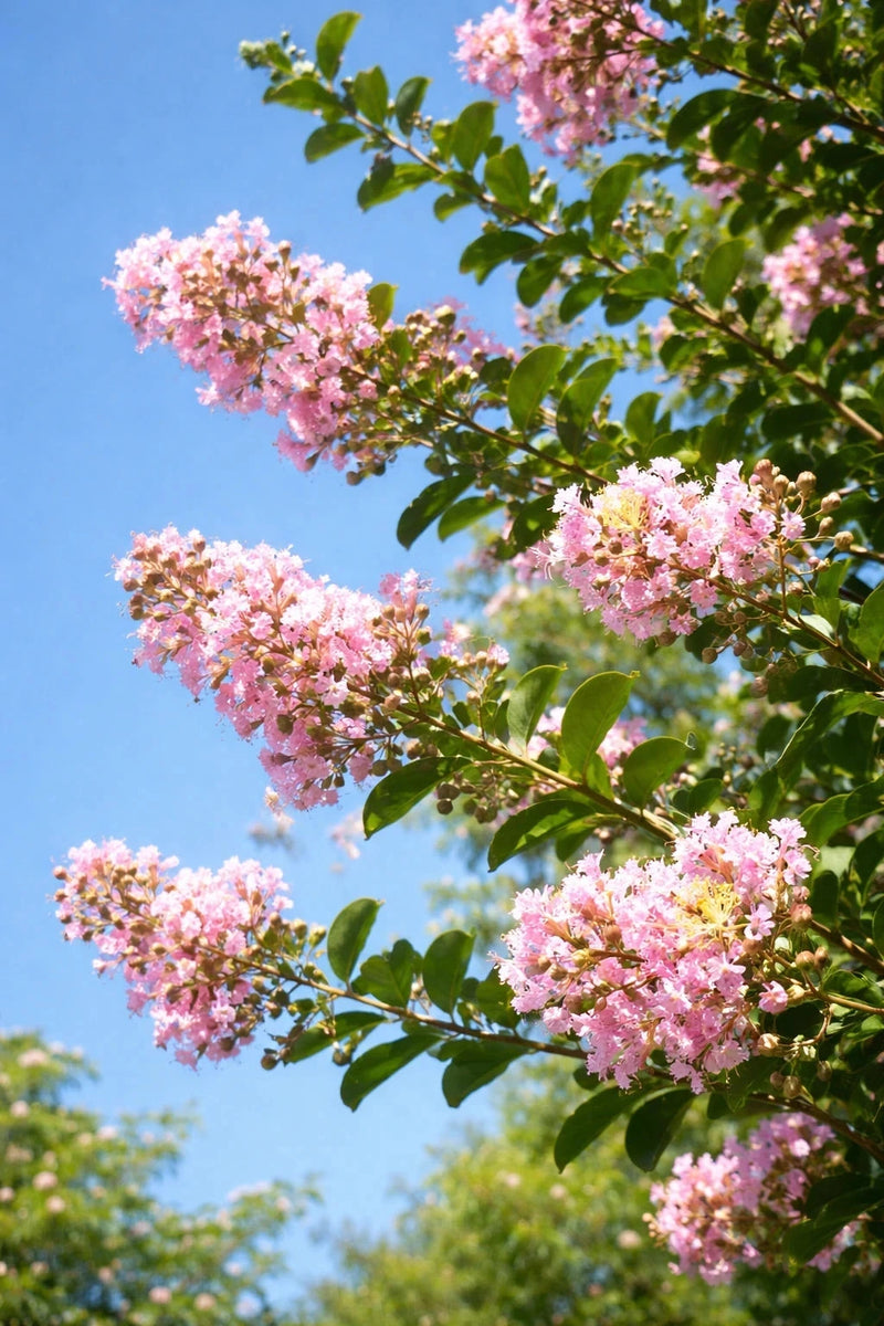 Lagerstroemia 'Soir d'été' - H.80/100cm - Pot de 15 litres