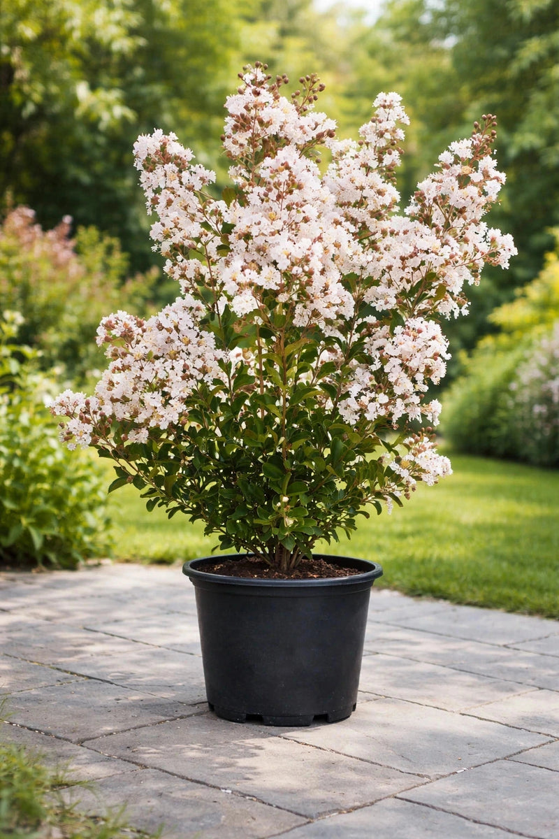 Lagerstroemia 'Terrasse blanc' - H.80/100cm - Pot de 15 litres