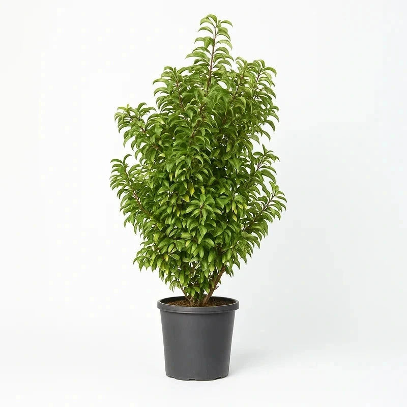 Laurier du Portugal 'Angustifolia' - H.125/150cm - Pot de 35 litres