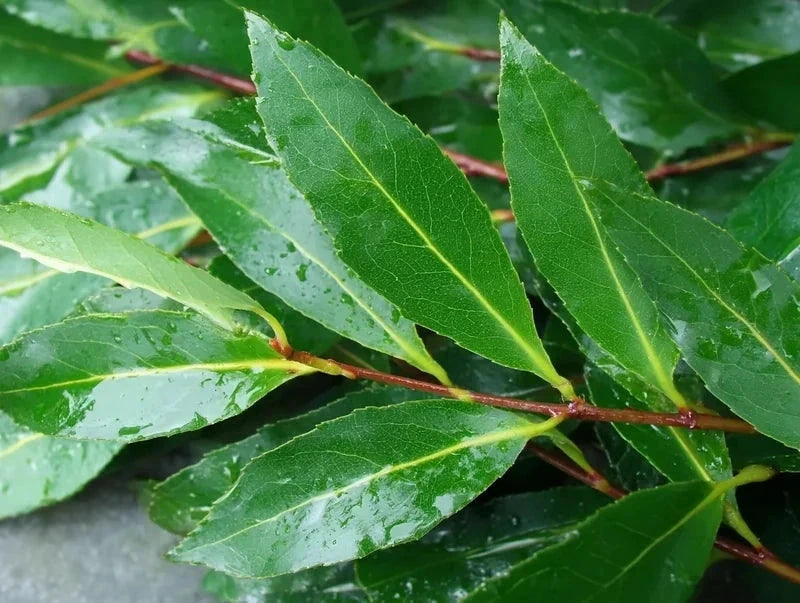 Laurier du Portugal 'Angustifolia' - H.125/150cm - Pot de 35 litres - Image 4