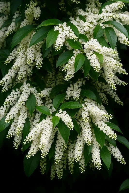 Laurier du Portugal 'Angustifolia' - H.125/150cm - Pot de 35 litres - Image 5