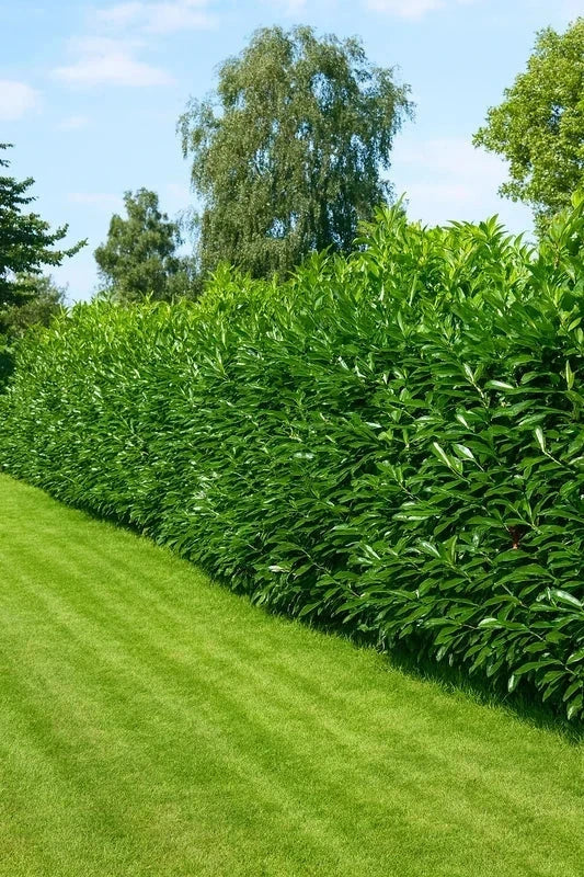 Laurier-cerise 'Caucasica' - H.125/150cm - Pot de 20 litres