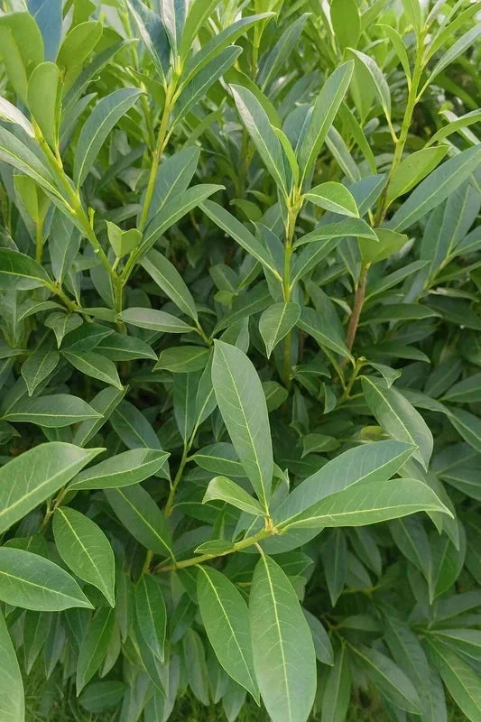 Laurier-cerise 'Caucasica' - H.125/150cm - Pot de 20 litres - Image 3