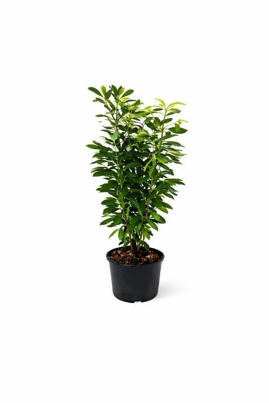 Laurier-cerise 'Caucasica' - H.40/60cm - Pot de 4 litres