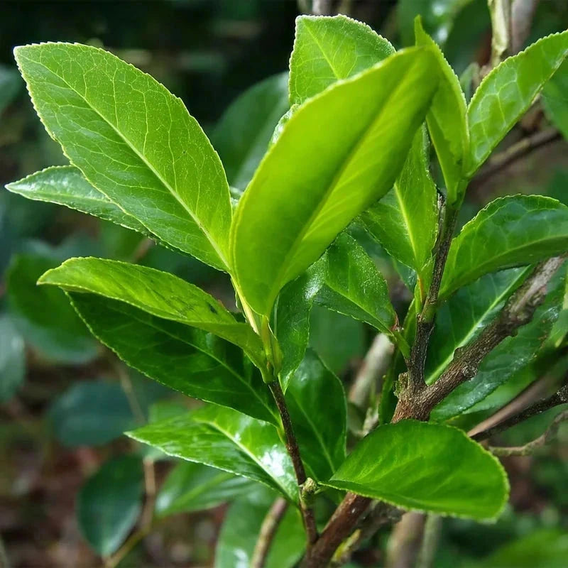 Laurier-cerise 'Rotundifolia' - H.150/175cm - Pot de 20 litres - Image 2