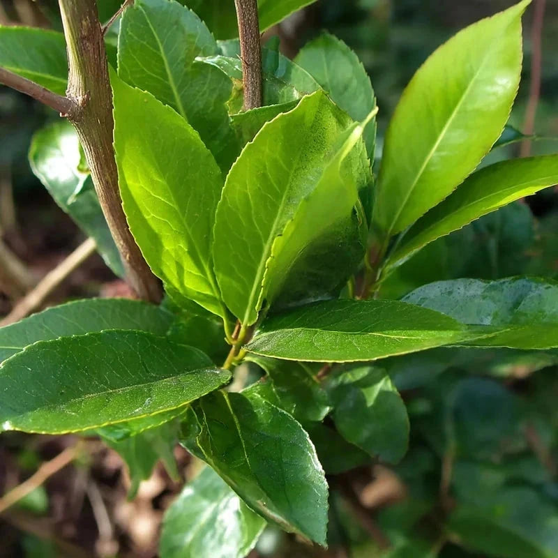 Laurier-cerise 'Rotundifolia' - H.150/175cm - Pot de 20 litres - Image 3