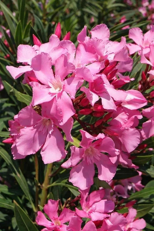 Laurier-rose 'Atlas' rose simple - H.60/80cm - Pot de 7,5 litres