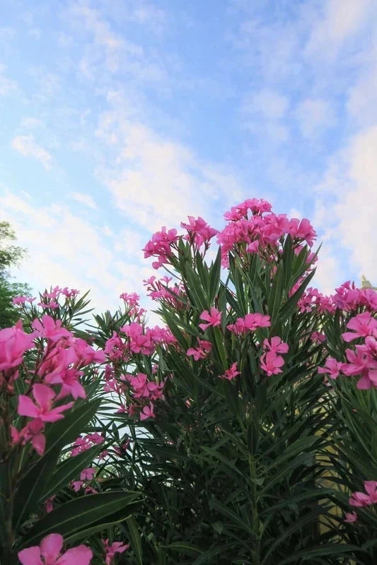 Laurier-rose 'Atlas' rose simple - H.60/80cm - Pot de 7,5 litres - Image 2