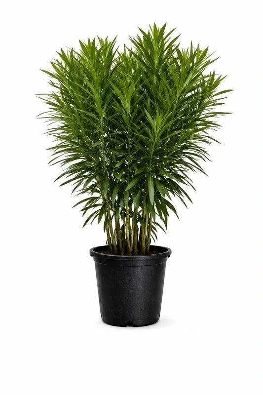 Laurier-rose 'Atlas' rose simple - H.60/80cm - Pot de 7,5 litres - Image 3