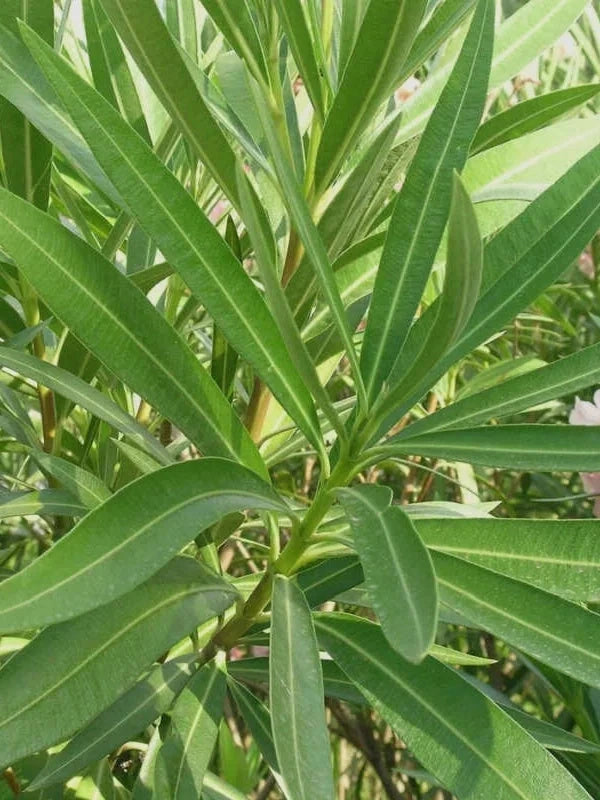 Laurier-rose 'Atlas' rose simple - H.60/80cm - Pot de 7,5 litres - Image 5